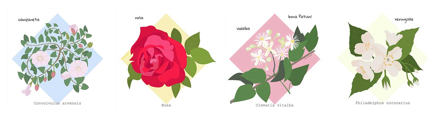 Flors de maig | rosasunba